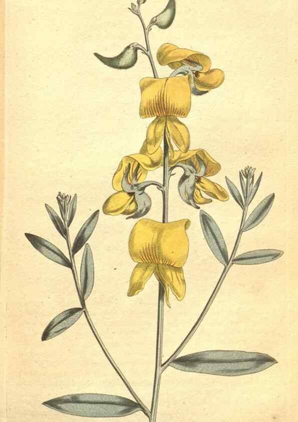 Reproducción/Reproduction 35169257245: The Botanical magazine, or, Flower-garden displayed ... /. [S.l. :s.n.],1790-1800 ;