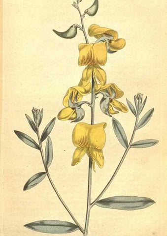 Reproducción/Reproduction 35169257245: The Botanical magazine, or, Flower-garden displayed ... /. [S.l. :s.n.],1790-1800 ;