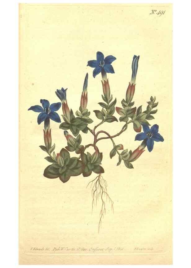 Reproducción/Reproduction 34359547653: The Botanical magazine, or, Flower-garden displayed ... /. [S.l. :s.n.],1790-1800 ;