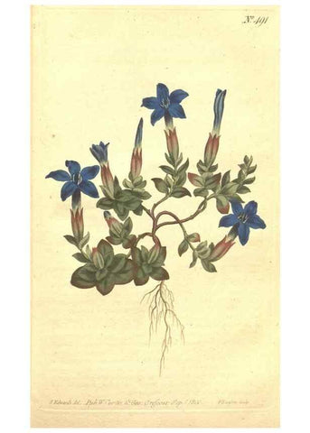 Reproducción/Reproduction 34359547653: The Botanical magazine, or, Flower-garden displayed ... /. [S.l. :s.n.],1790-1800 ;