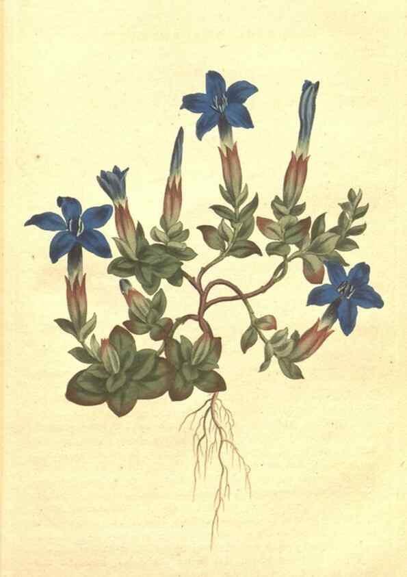 Reproducción/Reproduction 34359547653: The Botanical magazine, or, Flower-garden displayed ... /. [S.l. :s.n.],1790-1800 ;