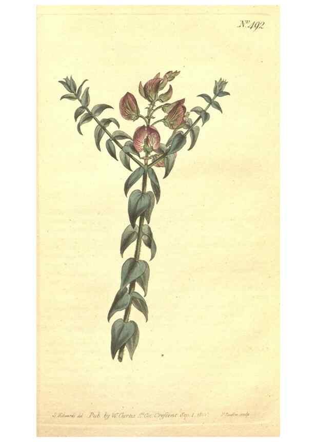 Reproducción/Reproduction 35169259665: The Botanical magazine, or, Flower-garden displayed ... /. [S.l. :s.n.],1790-1800 ;