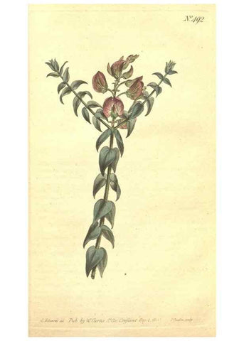 Reproducción/Reproduction 35169259665: The Botanical magazine, or, Flower-garden displayed ... /. [S.l. :s.n.],1790-1800 ;