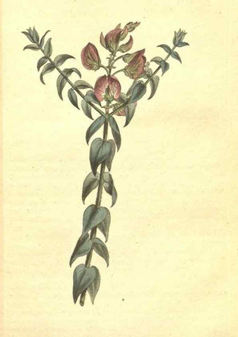 Reproducción/Reproduction 35169259665: The Botanical magazine, or, Flower-garden displayed ... /. [S.l. :s.n.],1790-1800 ;