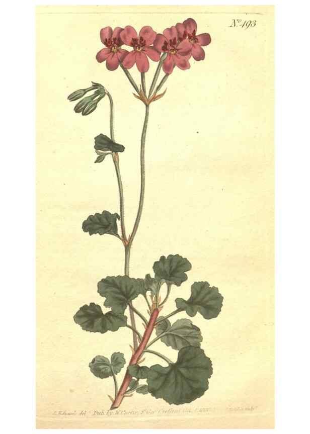 Reproducción/Reproduction 35169260755: The Botanical magazine, or, Flower-garden displayed ... /. [S.l. :s.n.],1790-1800 ;