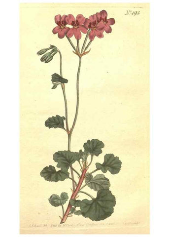 Reproducción/Reproduction 35169260755: The Botanical magazine, or, Flower-garden displayed ... /. [S.l. :s.n.],1790-1800 ;