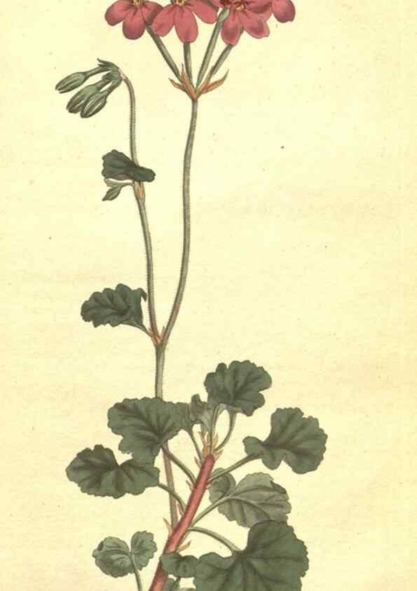 Reproducción/Reproduction 35169260755: The Botanical magazine, or, Flower-garden displayed ... /. [S.l. :s.n.],1790-1800 ;