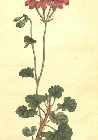 Reproducción/Reproduction 35169260755: The Botanical magazine, or, Flower-garden displayed ... /. [S.l. :s.n.],1790-1800 ;