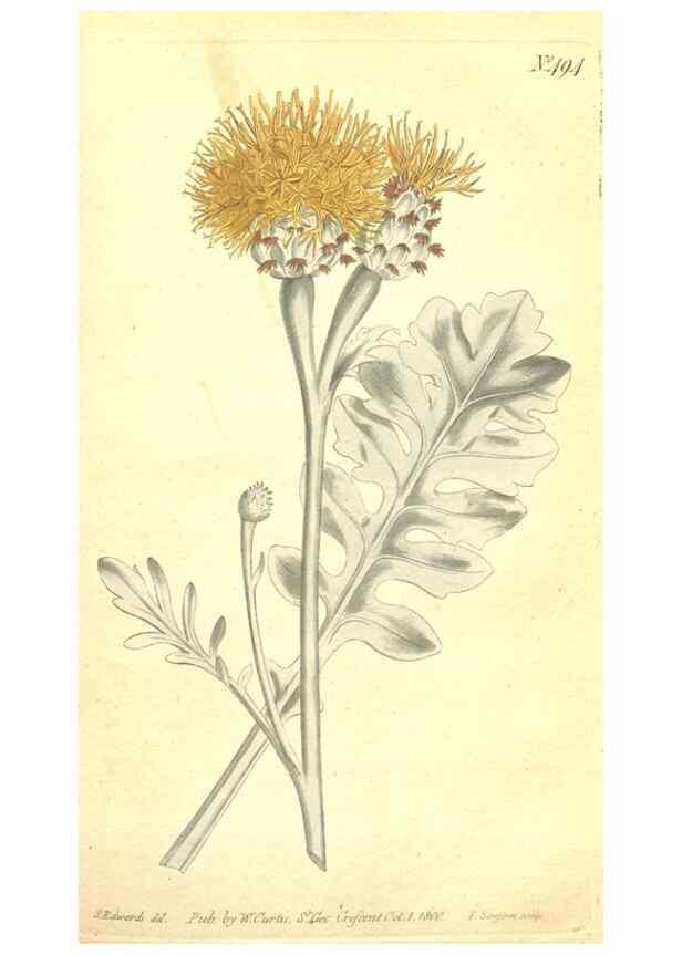 Reproducción/Reproduction 35038488231: The Botanical magazine, or, Flower-garden displayed ... /. [S.l. :s.n.],1790-1800 ;