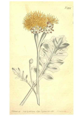 Reproducción/Reproduction 35038488231: The Botanical magazine, or, Flower-garden displayed ... /. [S.l. :s.n.],1790-1800 ;