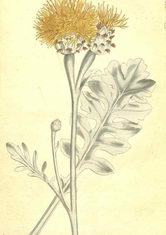 Reproducción/Reproduction 35038488231: The Botanical magazine, or, Flower-garden displayed ... /. [S.l. :s.n.],1790-1800 ;