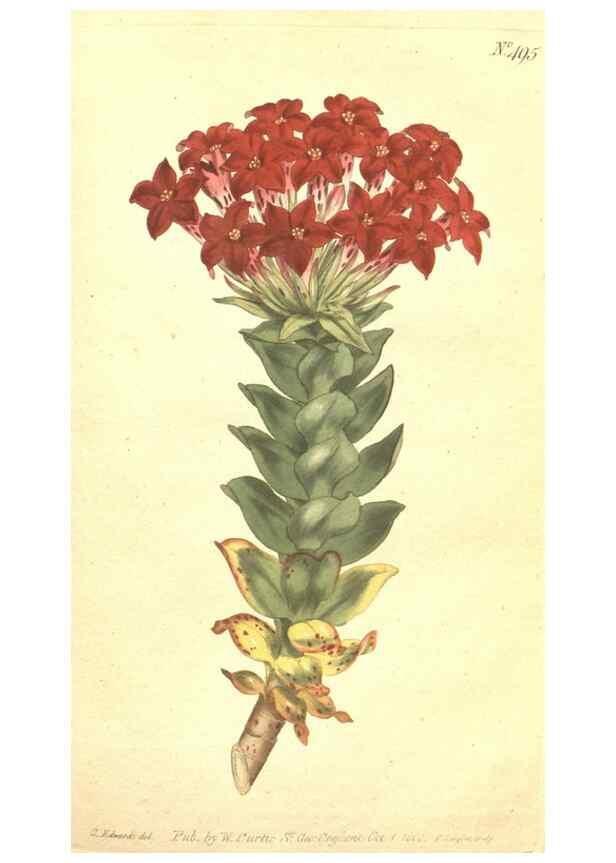 Reproducción/Reproduction 35038490501: The Botanical magazine, or, Flower-garden displayed ... /. [S.l. :s.n.],1790-1800 ;