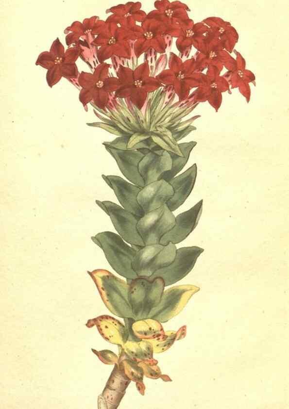 Reproducción/Reproduction 35038490501: The Botanical magazine, or, Flower-garden displayed ... /. [S.l. :s.n.],1790-1800 ;
