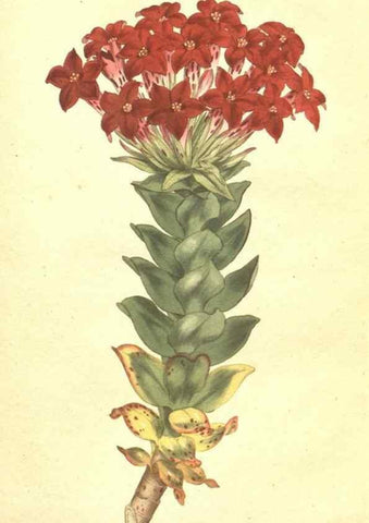 Reproducción/Reproduction 35038490501: The Botanical magazine, or, Flower-garden displayed ... /. [S.l. :s.n.],1790-1800 ;