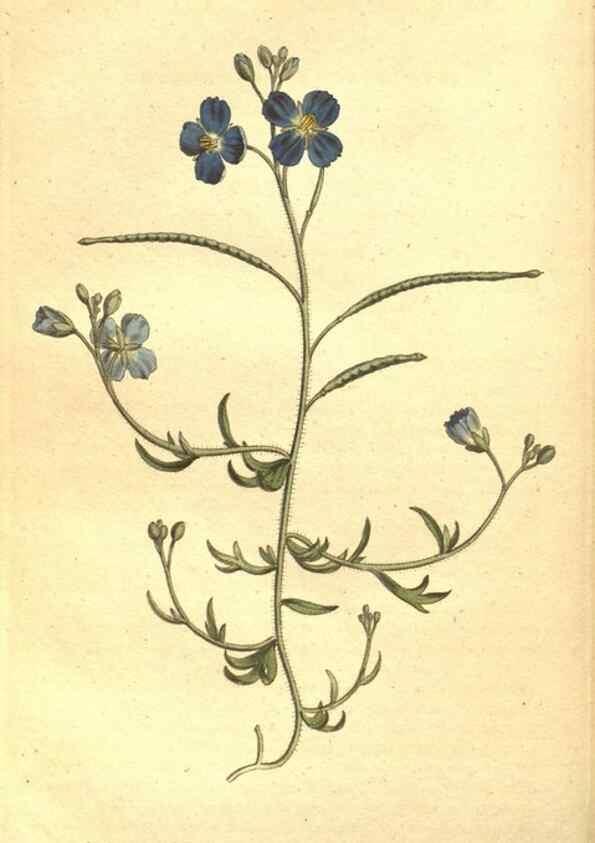 Reproducción/Reproduction 35038492831: The Botanical magazine, or, Flower-garden displayed ... /. [S.l. :s.n.],1790-1800 ;