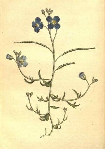 Reproducción/Reproduction 35038492831: The Botanical magazine, or, Flower-garden displayed ... /. [S.l. :s.n.],1790-1800 ;