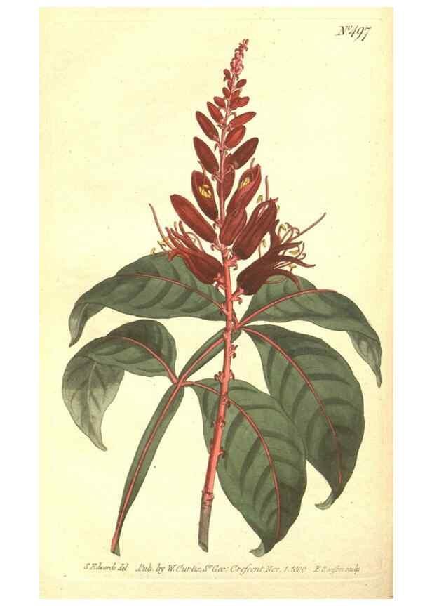 Reproducción/Reproduction 35038495591: The Botanical magazine, or, Flower-garden displayed ... /. [S.l. :s.n.],1790-1800 ;