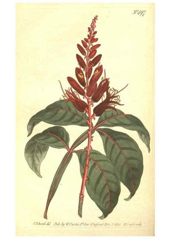 Reproducción/Reproduction 35038495591: The Botanical magazine, or, Flower-garden displayed ... /. [S.l. :s.n.],1790-1800 ;