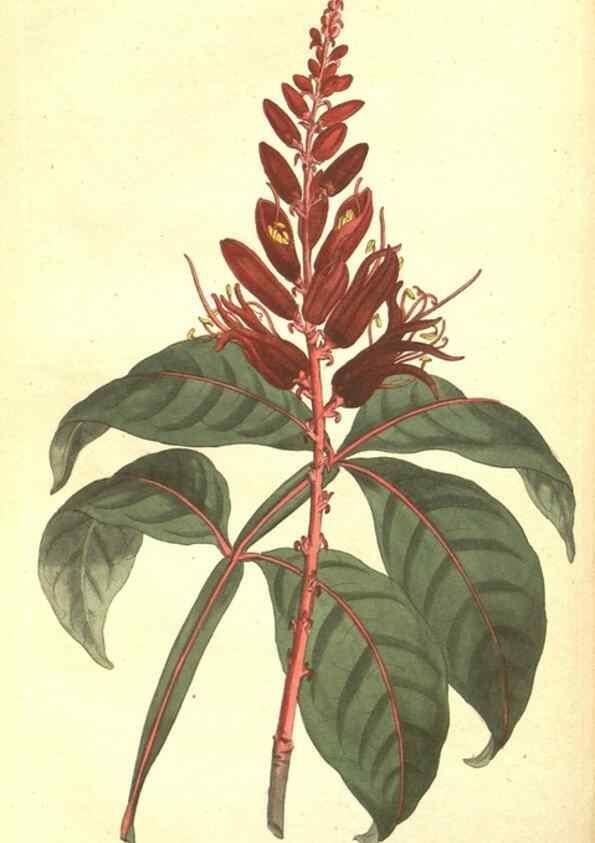 Reproducción/Reproduction 35038495591: The Botanical magazine, or, Flower-garden displayed ... /. [S.l. :s.n.],1790-1800 ;