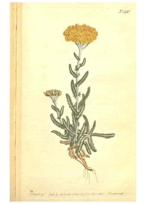Reproducción/Reproduction 34324217694: The Botanical magazine, or, Flower-garden displayed ... /. [S.l. :s.n.],1790-1800 ;