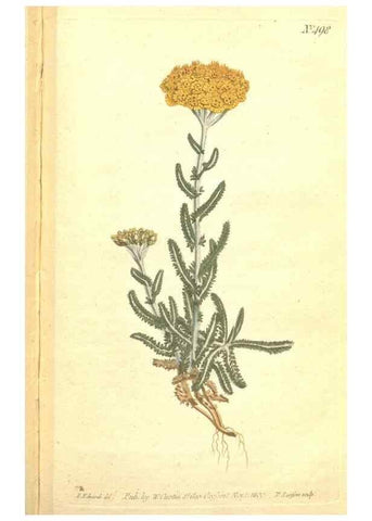 Reproducción/Reproduction 34324217694: The Botanical magazine, or, Flower-garden displayed ... /. [S.l. :s.n.],1790-1800 ;