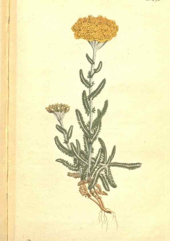 Reproducción/Reproduction 34324217694: The Botanical magazine, or, Flower-garden displayed ... /. [S.l. :s.n.],1790-1800 ;