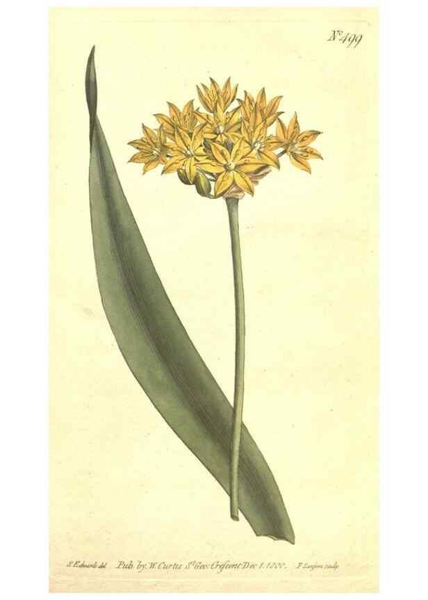Reproducción/Reproduction 34324220174: The Botanical magazine, or, Flower-garden displayed ... /. [S.l. :s.n.],1790-1800 ;