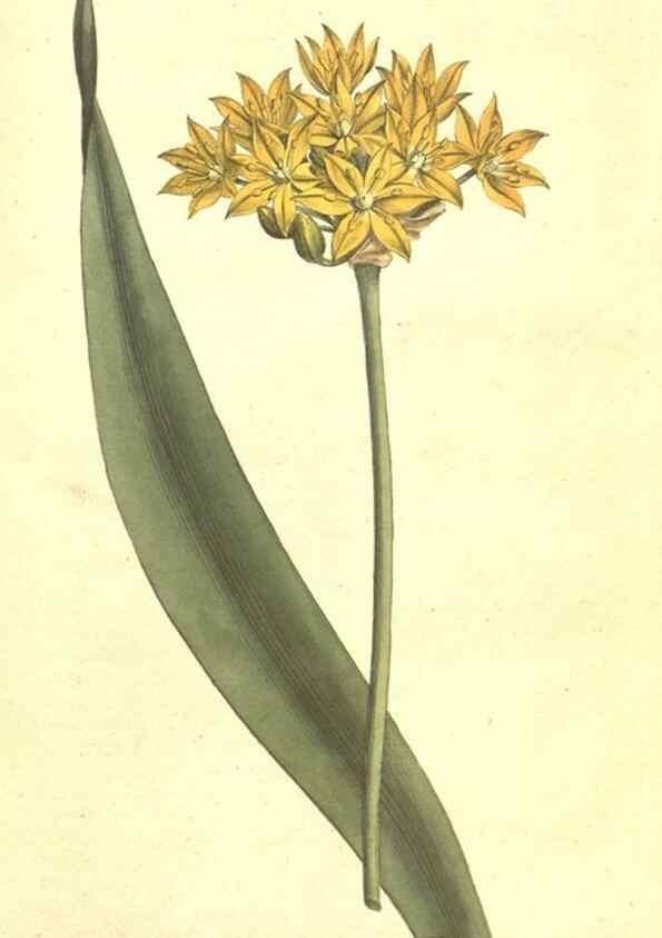 Reproducción/Reproduction 34324220174: The Botanical magazine, or, Flower-garden displayed ... /. [S.l. :s.n.],1790-1800 ;