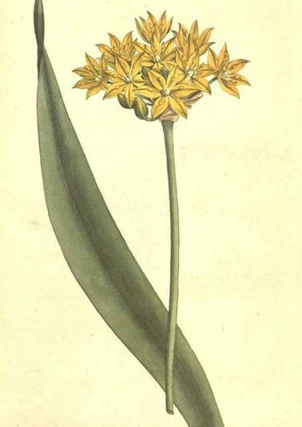 Reproducción/Reproduction 34324220174: The Botanical magazine, or, Flower-garden displayed ... /. [S.l. :s.n.],1790-1800 ;
