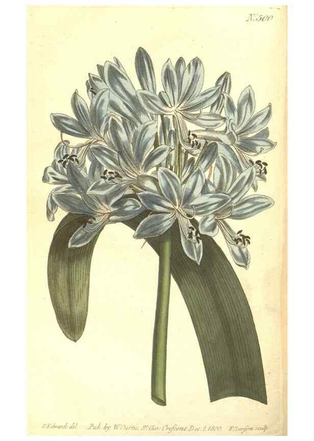 Reproducción/Reproduction 34324222534: The Botanical magazine, or, Flower-garden displayed ... /. [S.l. :s.n.],1790-1800 ;