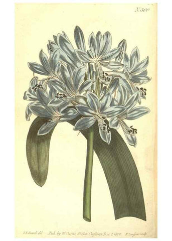 Reproducción/Reproduction 34324222534: The Botanical magazine, or, Flower-garden displayed ... /. [S.l. :s.n.],1790-1800 ;