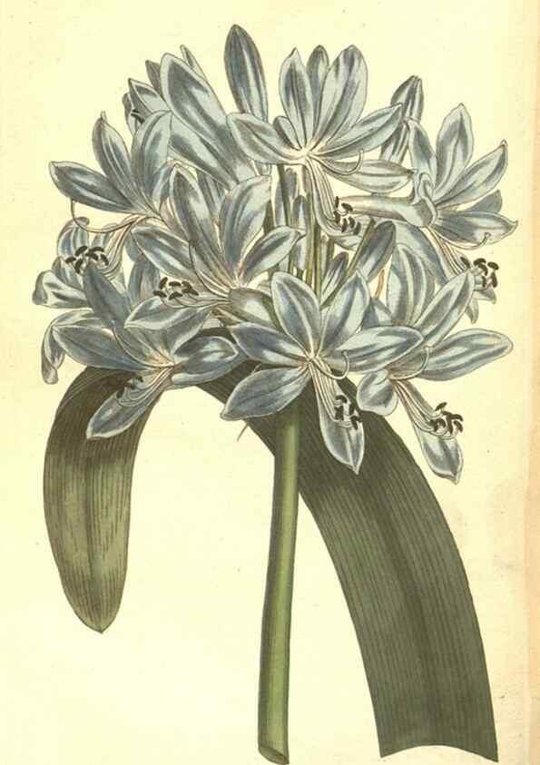 Reproducción/Reproduction 34324222534: The Botanical magazine, or, Flower-garden displayed ... /. [S.l. :s.n.],1790-1800 ;