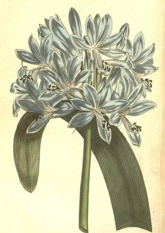 Reproducción/Reproduction 34324222534: The Botanical magazine, or, Flower-garden displayed ... /. [S.l. :s.n.],1790-1800 ;