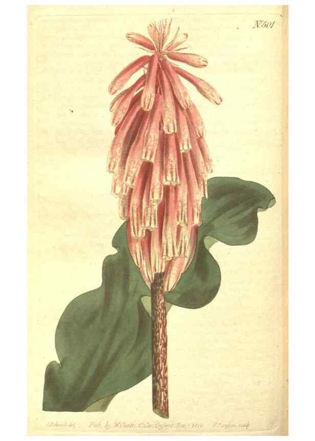 Reproducción/Reproduction 35169275935: The Botanical magazine, or, Flower-garden displayed ... /. [S.l. :s.n.],1790-1800 ;