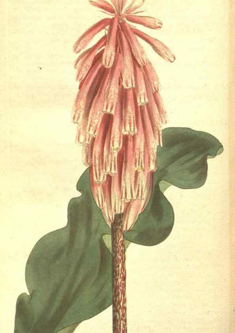 Reproducción/Reproduction 35169275935: The Botanical magazine, or, Flower-garden displayed ... /. [S.l. :s.n.],1790-1800 ;