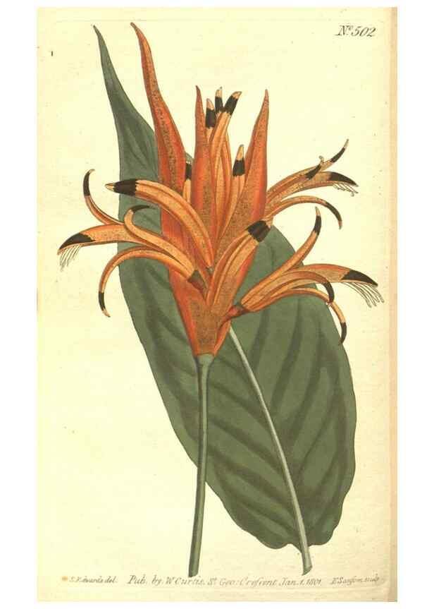 Reproducción/Reproduction 35169277855: The Botanical magazine, or, Flower-garden displayed ... /. [S.l. :s.n.],1790-1800 ;