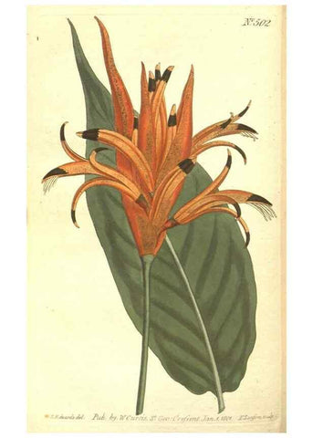 Reproducción/Reproduction 35169277855: The Botanical magazine, or, Flower-garden displayed ... /. [S.l. :s.n.],1790-1800 ;