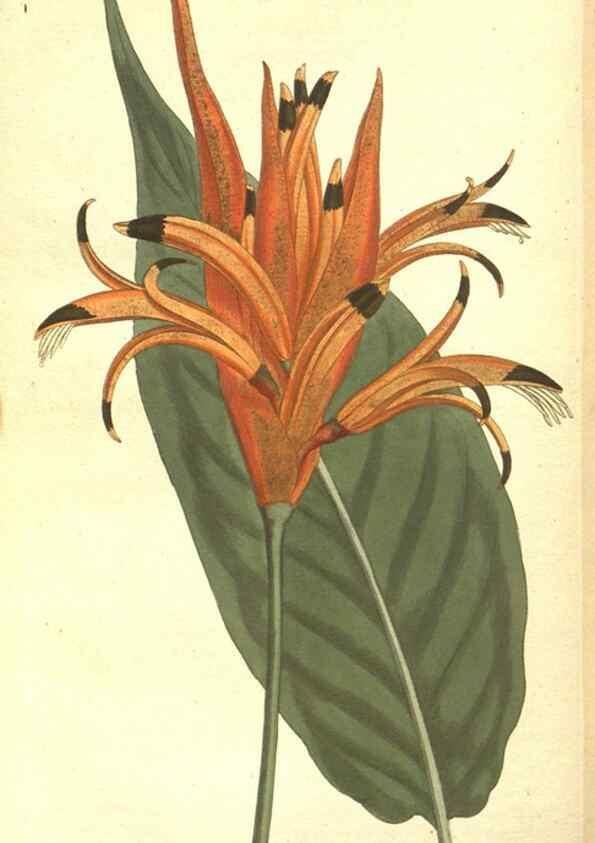 Reproducción/Reproduction 35169277855: The Botanical magazine, or, Flower-garden displayed ... /. [S.l. :s.n.],1790-1800 ;