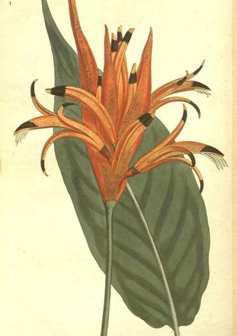Reproducción/Reproduction 35169277855: The Botanical magazine, or, Flower-garden displayed ... /. [S.l. :s.n.],1790-1800 ;