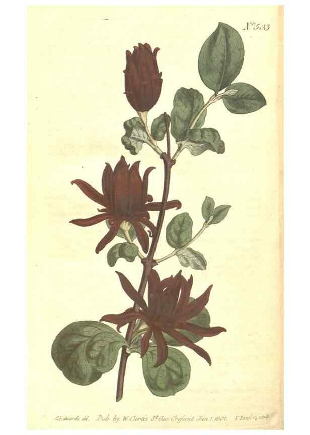 Reproducción/Reproduction 34324228654: The Botanical magazine, or, Flower-garden displayed ... /. [S.l. :s.n.],1790-1800 ;