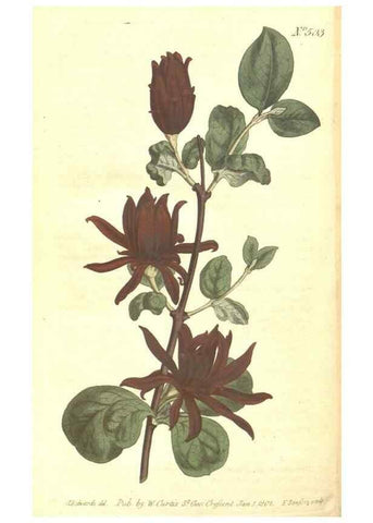 Reproducción/Reproduction 34324228654: The Botanical magazine, or, Flower-garden displayed ... /. [S.l. :s.n.],1790-1800 ;