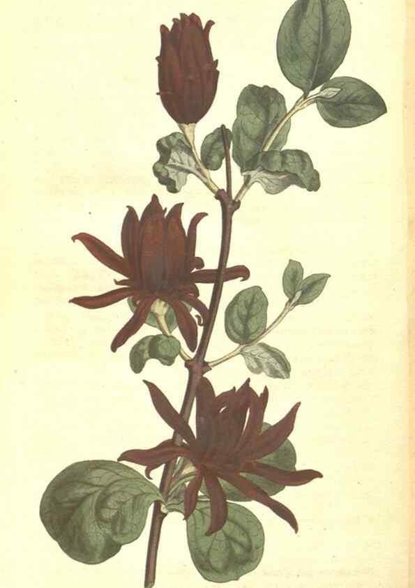 Reproducción/Reproduction 34324228654: The Botanical magazine, or, Flower-garden displayed ... /. [S.l. :s.n.],1790-1800 ;