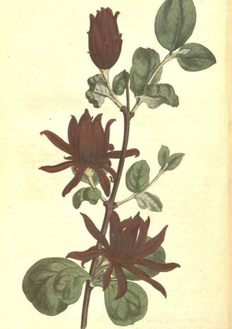 Reproducción/Reproduction 34324228654: The Botanical magazine, or, Flower-garden displayed ... /. [S.l. :s.n.],1790-1800 ;