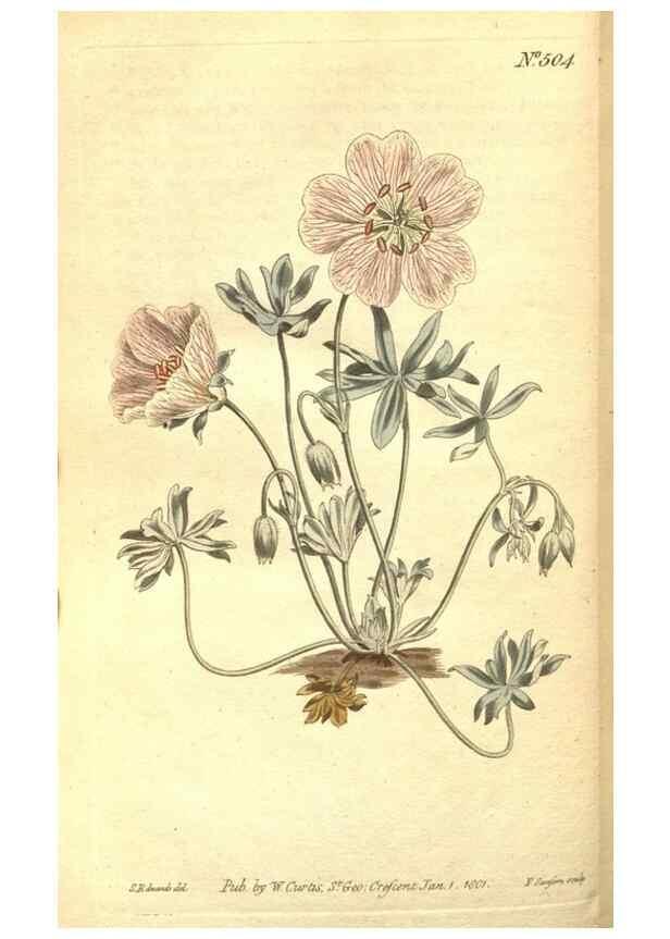 Reproducción/Reproduction 35038504131: The Botanical magazine, or, Flower-garden displayed ... /. [S.l. :s.n.],1790-1800 ;