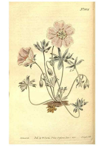 Reproducción/Reproduction 35038504131: The Botanical magazine, or, Flower-garden displayed ... /. [S.l. :s.n.],1790-1800 ;
