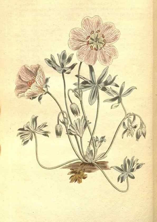 Reproducción/Reproduction 35038504131: The Botanical magazine, or, Flower-garden displayed ... /. [S.l. :s.n.],1790-1800 ;