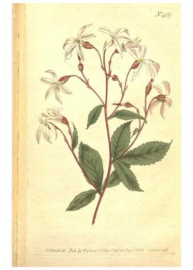Reproducción/Reproduction 34359541643: The Botanical magazine, or, Flower-garden displayed ... /. [S.l. :s.n.],1790-1800 ;