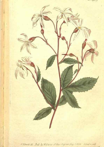 Reproducción/Reproduction 34359541643: The Botanical magazine, or, Flower-garden displayed ... /. [S.l. :s.n.],1790-1800 ;