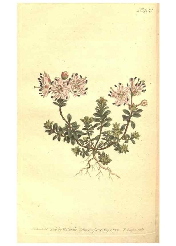 Reproducción/Reproduction 34782721550: The Botanical magazine, or, Flower-garden displayed ... /. [S.l. :s.n.],1790-1800 ;