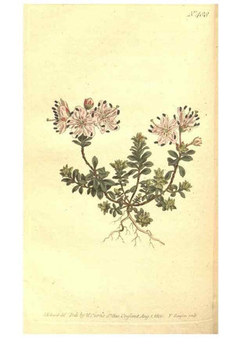 Reproducción/Reproduction 34782721550: The Botanical magazine, or, Flower-garden displayed ... /. [S.l. :s.n.],1790-1800 ;